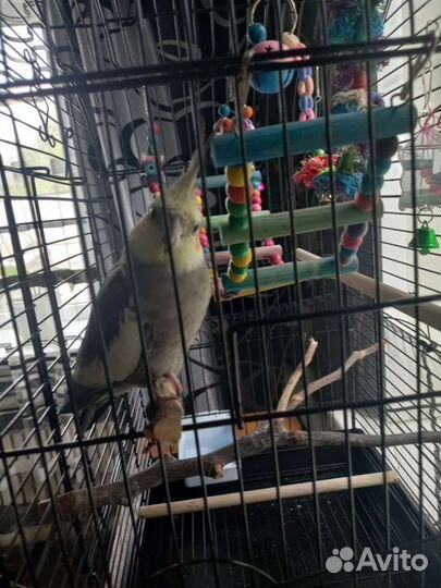 Попугай корелла