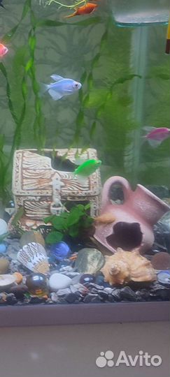 Декор, грунт, ракушки для аквариума