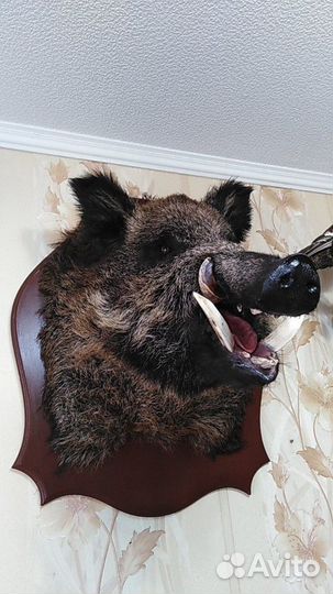 Изготовлю чучела зверей(таксидермия)