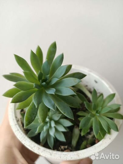 Растение суккуленты очиток