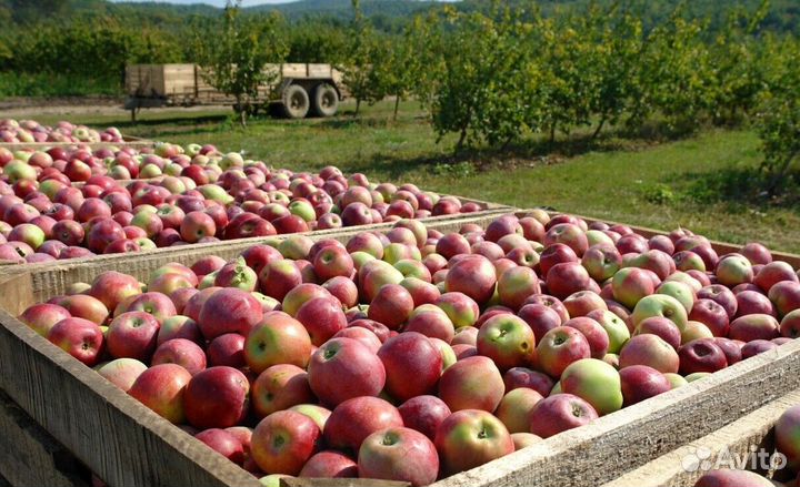 Работа по сборке яблок