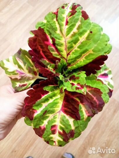 Редкие растения для сада