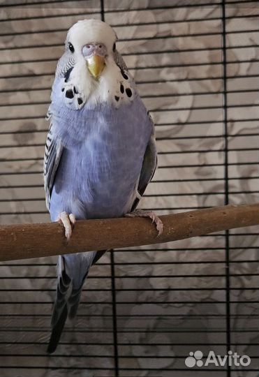 Попугаи ввп чехи птенцы