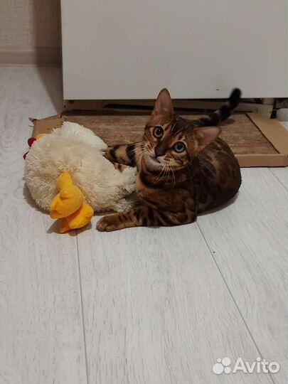 Котёнок бенгальский
