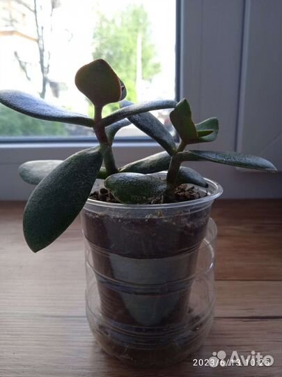 Крассула толстянка