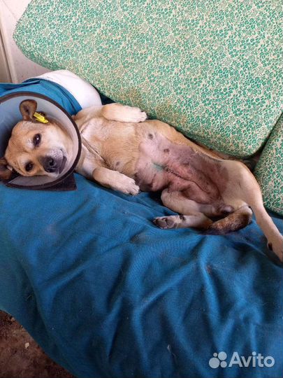 Собака Чипси, 10 лет, VIP- бабуля)