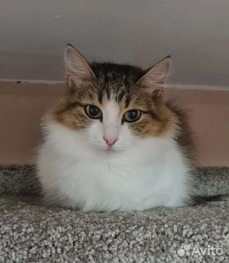 Кошка в дар бесплатно