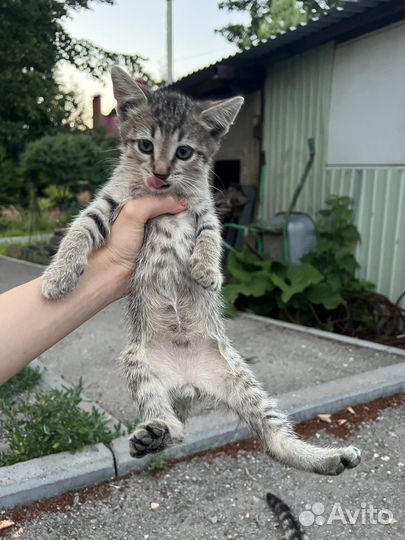 Котята бесплатно