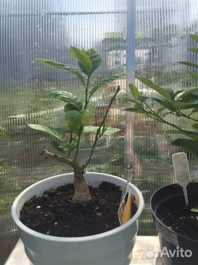 Лимон Мейер