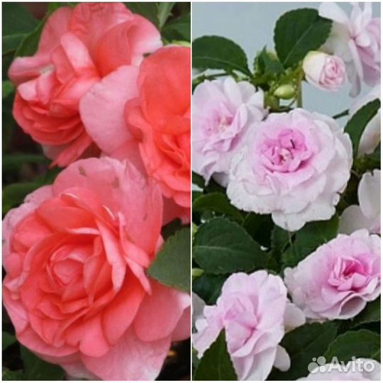 Комнатные растения цветы