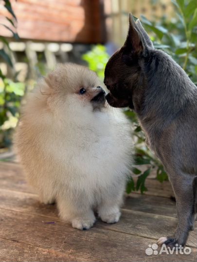 Померанский шпиц