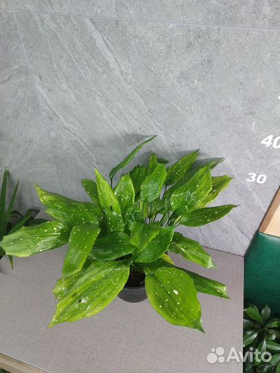 Аспидистра