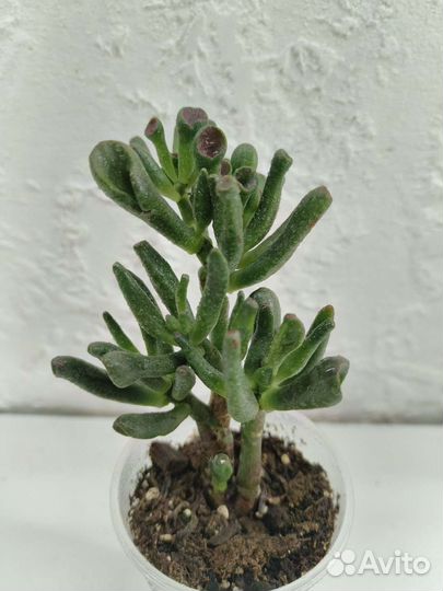 Крассула хоббит