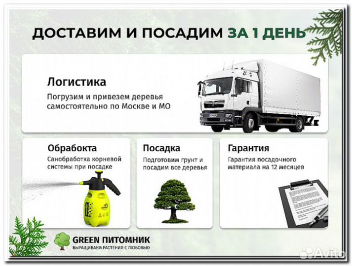 Туи саженцы