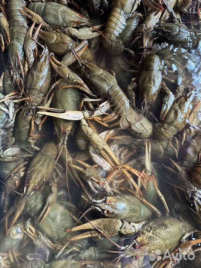 Волжские раки