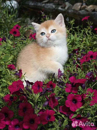 Золотая шиншилла девочки