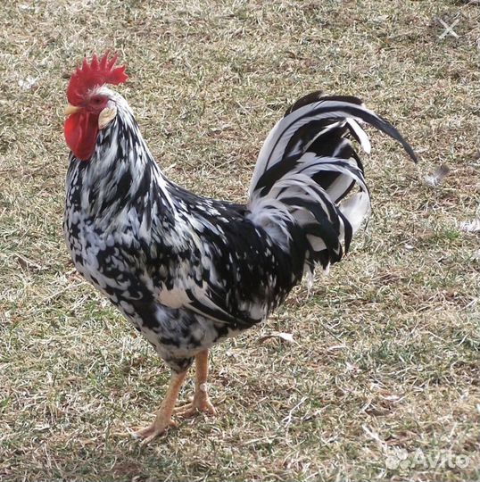 Петухи Брама изабель, Леггорн долматинец,Виандот