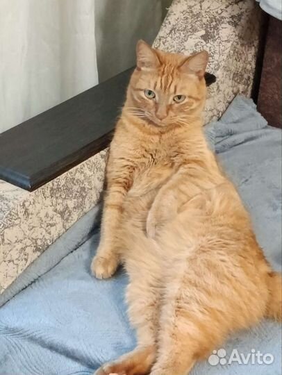 Рыжий кот