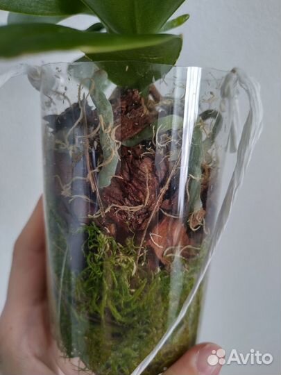 Орхидея фаленопсис мини