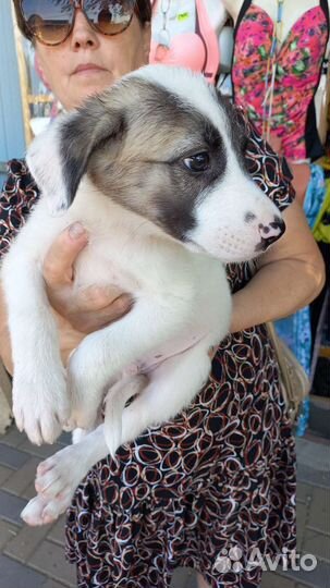 Собака в добрые руки