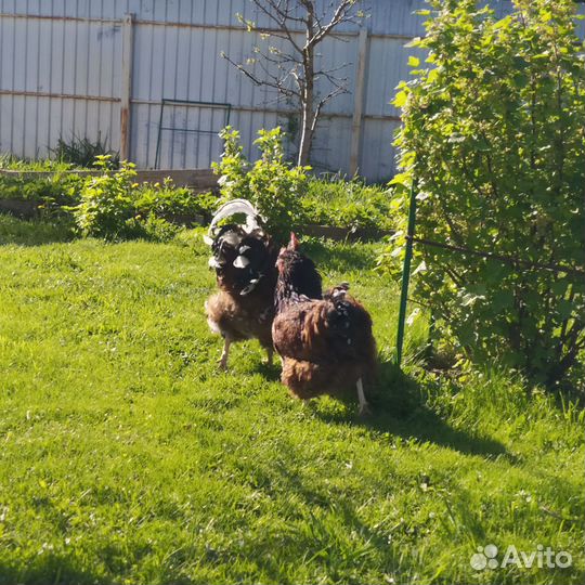 Ия орпингтон