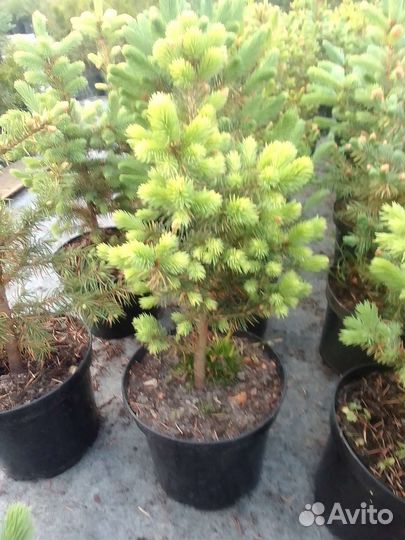 Саженцы хвойных