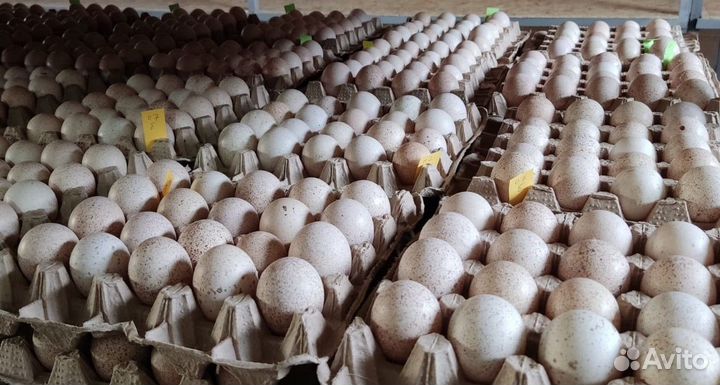 Яйцо инкубационное индюшиное