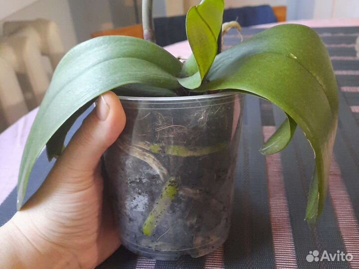 Орхидея фаленопсис Манхэттен