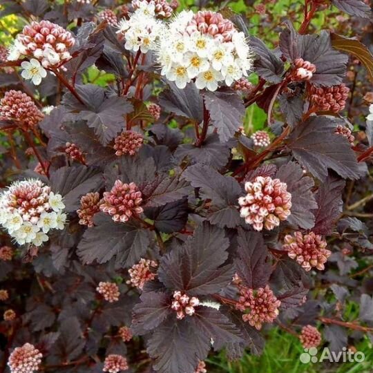 Садовые растения