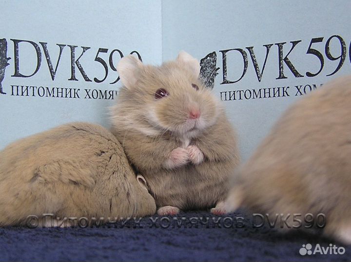 Хомячок, Новая клетка, Корм, Опилки + Доставка