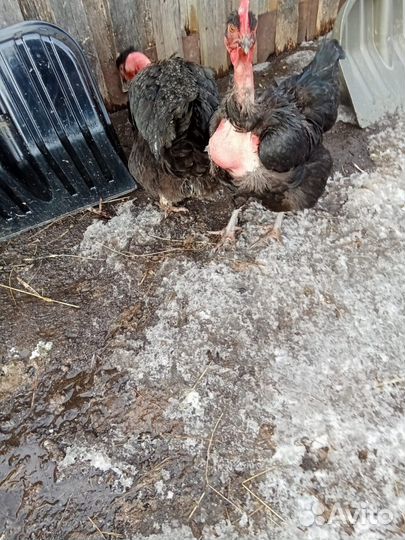 Яйца в инкубатор от кур голошеев