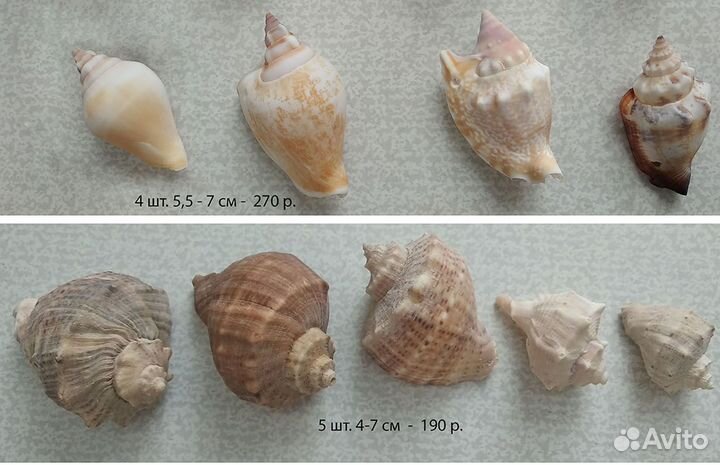 Морские раковинв