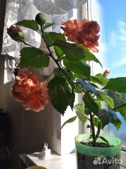 Гибискус текилла санрайз оранжевый махровый