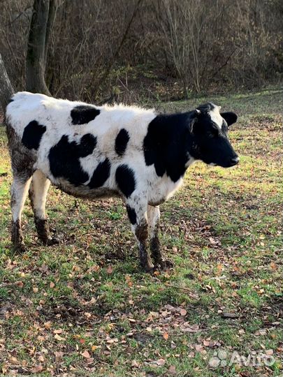 Картофель домашний. Мясо