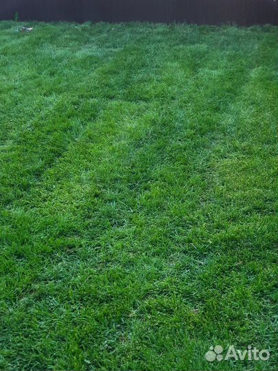 Газон Рулонный Газон под ключ Автополив
