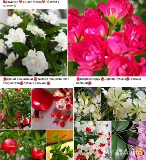 Финиковая пальма