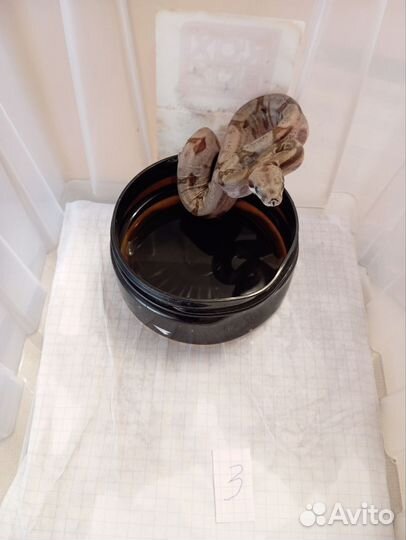 Императорский удав