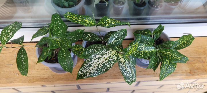 Драцена Florida Beauty