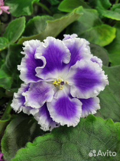 Сортовые фиалки