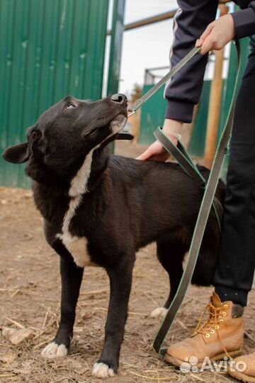 Молодая девочка в добрые руки