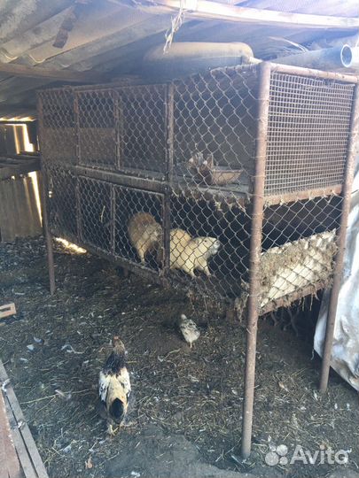 Клетки для нутрий, кроликов, кур