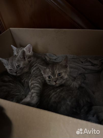 Британская