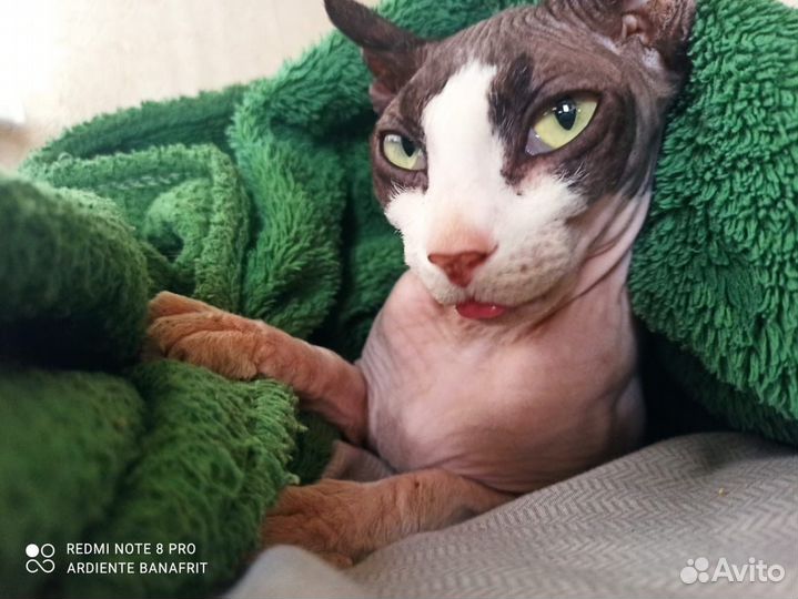 Кошка эльф (сфинкс)