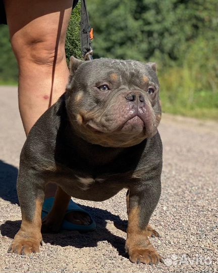 Кобели американского булли для вязки