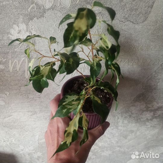 Фикус кёрли