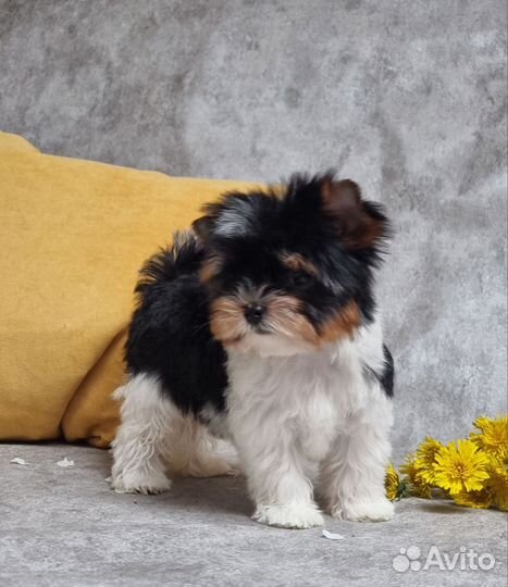 Бивер мальчики мини