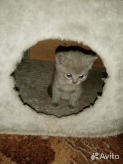 Британские котята