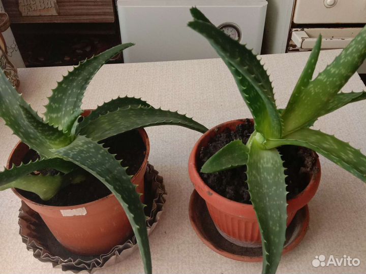 Алоэ и гипиаструм,сансевиерия