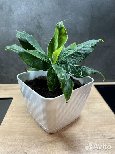 Банан (комнатный)