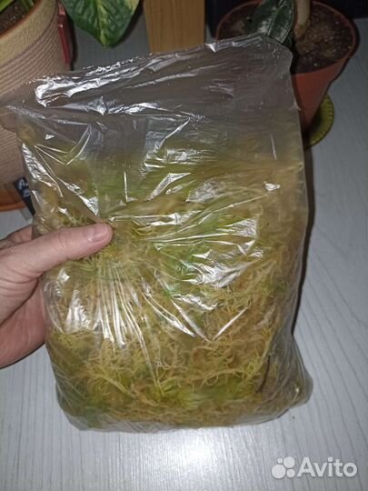 Мох сфагнум живой